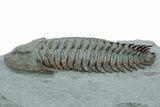 Lower Cambrian Trilobite (Longianda) - Issafen, Morocco #356937-3